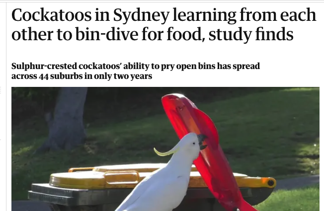 ohheyak's tweet photo. cockatoos have no time for capitalism https://t.co/m43Vfm7TqZ