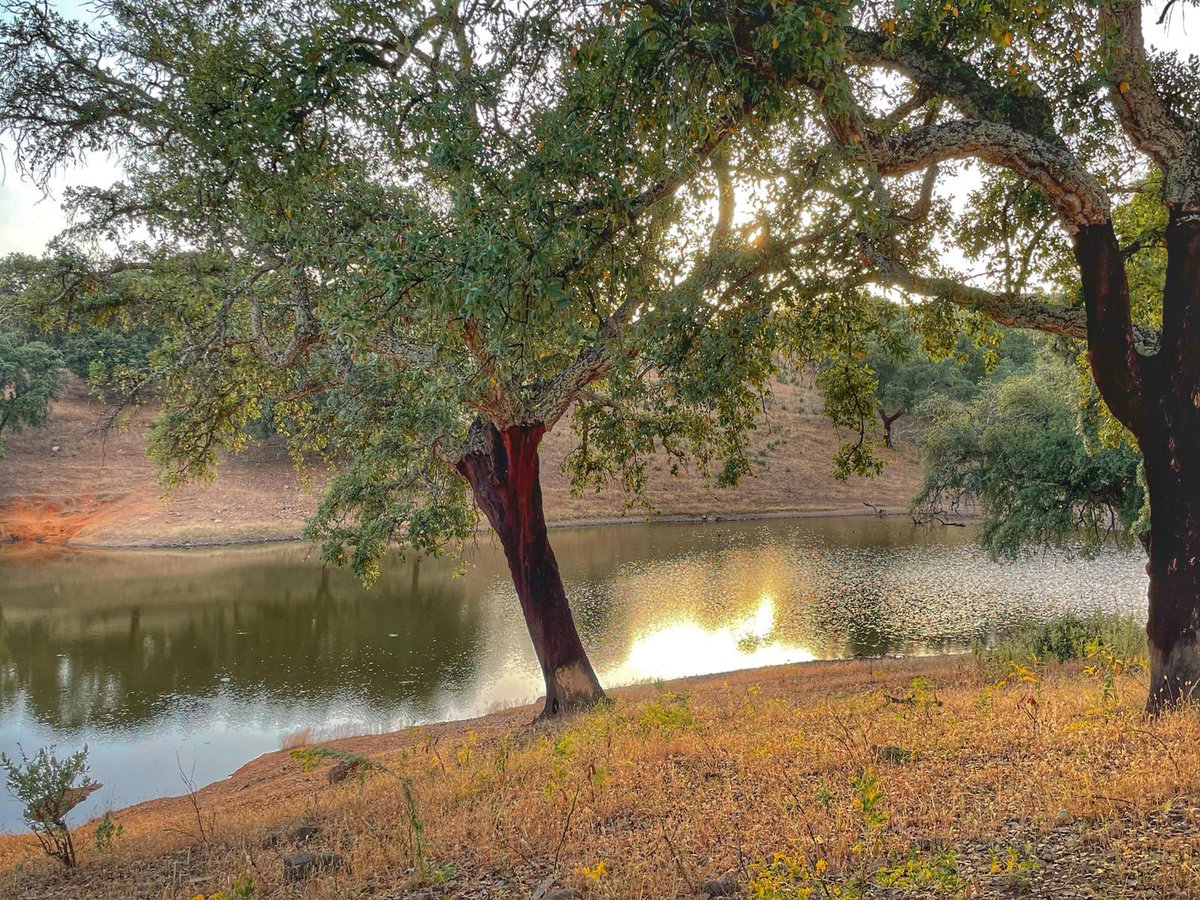 Meses de verano en los que el campo se tiñe de colores amarillentos, meses de mantenimiento y preparación: nacen nuevas camadas de cerdos ibéricos, mejoras y encalado en zahúrdas, arreglo de presas y pozos… cuidando la dehesa sostenible para conseguir unos ibéricos de calidad!