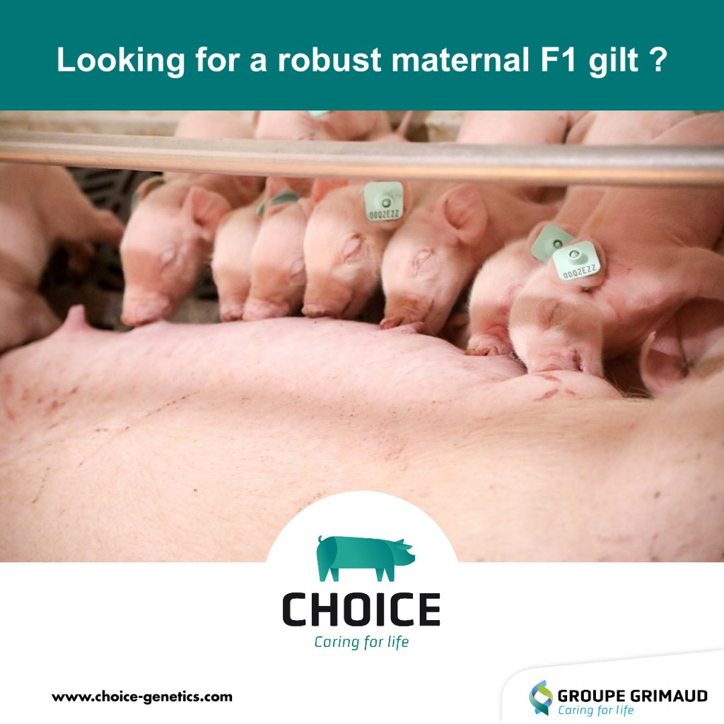 Choice Genetics tweet media