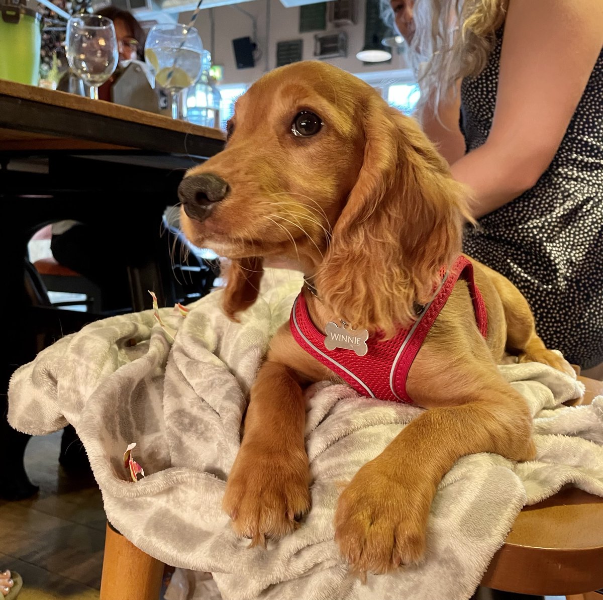BKGloucester's tweet photo. Can’t bare to leave your four legged friend at home? 🐶
… Well, you don’t have to! 

We love seeing your well behaved pups! And with our air-con it’s the perfect temperature inside 🙌
.
.
.
.
#brewhousegloucester #bkgloucester #gloucesterquays #gloucesterdogs https://t.co/0TZYXD0T4W