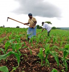 Agriculture and Rural development