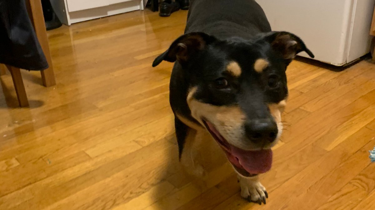 anna__vannucci's tweet photo. My coding partner is VERY excited that we got #fMRIPrep to start processing scans separately by session! ๐ฅณ https://t.co/T86h017Zg4