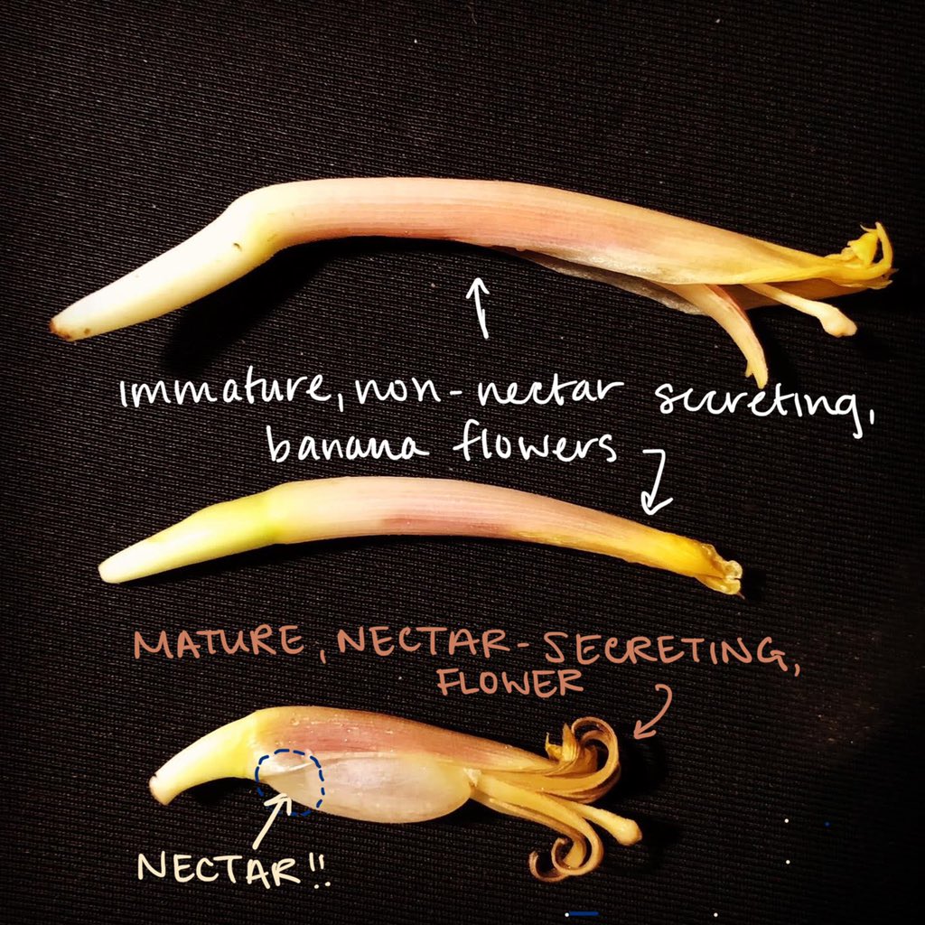 RT nectaromania: Three different banana flowers. Material for testing some research protocols! (3/6)

#banana #bananaflower #musa #musaceae #zingiberales #monocot #nectar