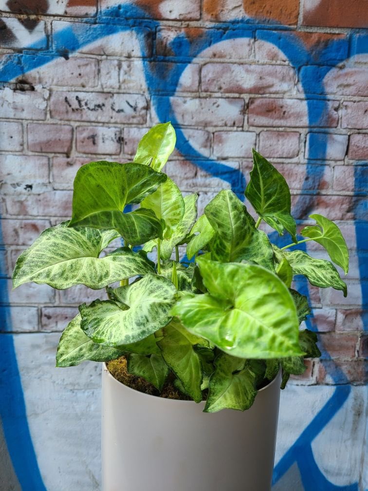 We have new houseplant varieties in stock! Read about some of out new ones below:

ecostems.ca/blog/newplants…