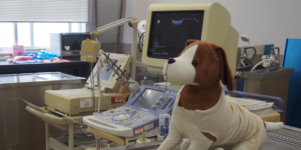 愛玩動物看護師