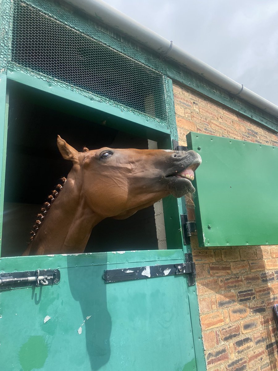 Jessie10076492's tweet photo. Matvei Platov🔥 Happy for his first time out🐎 @RichardFahey https://t.co/h69SsRRnM1