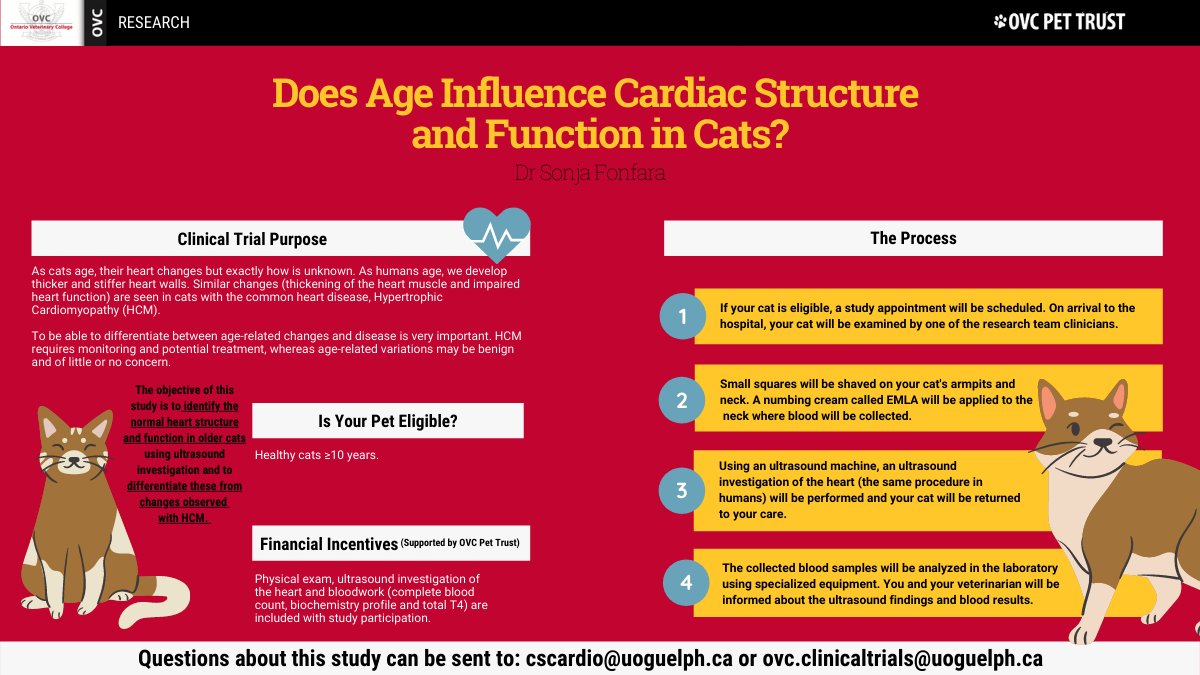 ovcclintrials's tweet image. Enrolling healthy cats ≥10 years! 

🐾 If you have a cat that may be eligible and are interested in participating, please send us an email! cscardio@uoguelph.ca or ovc.clinicaltrials@uoguelph.ca

#CatsOfTwitter #CatHeartDisease #PetsHelpingPets #VeterinaryClinicalTrial