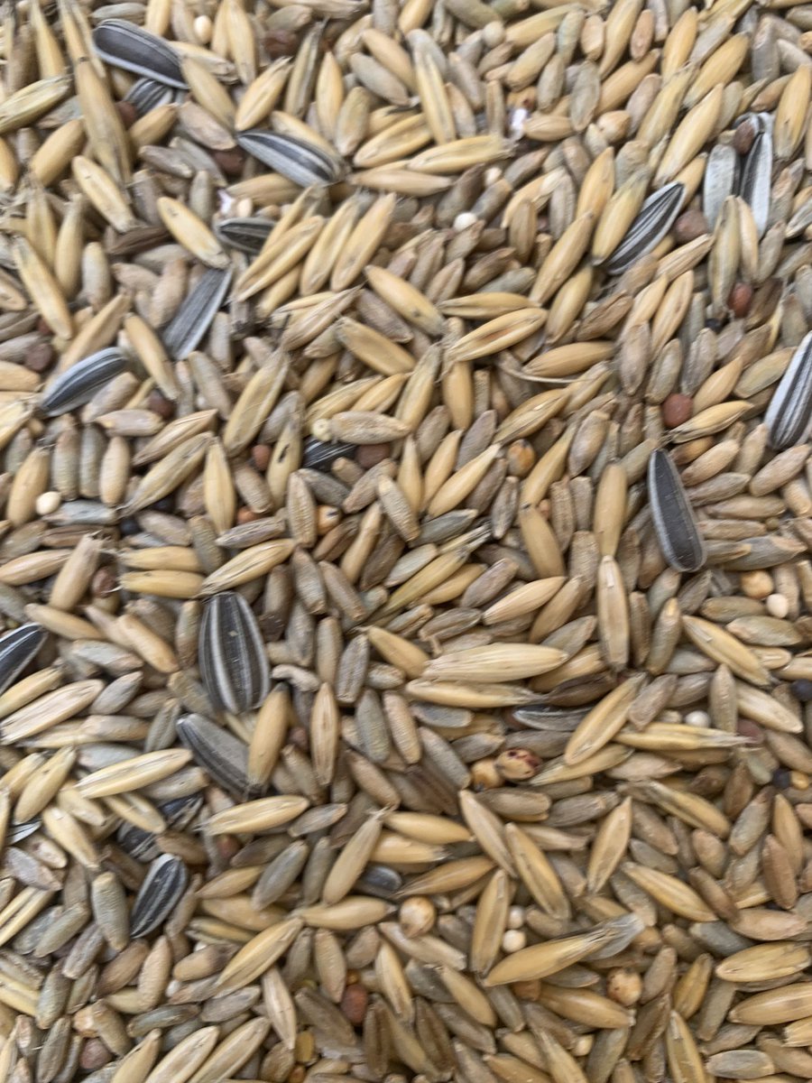 Summer cocktail cover crop seeding after winter barley before weather gods do their thing. #covercrops #wintergrazing #systemcameleon #cogsfarming