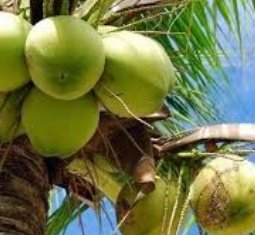 prdlivekerala's tweet photo. കൃഷി വകുപ്പ് പച്ചത്തേങ്ങ സംഭരിക്കുന്നു
https://t.co/XBNHVR9CjT
#kerala #agriculture #coconutprocurement https://t.co/v1pDJVJVzN