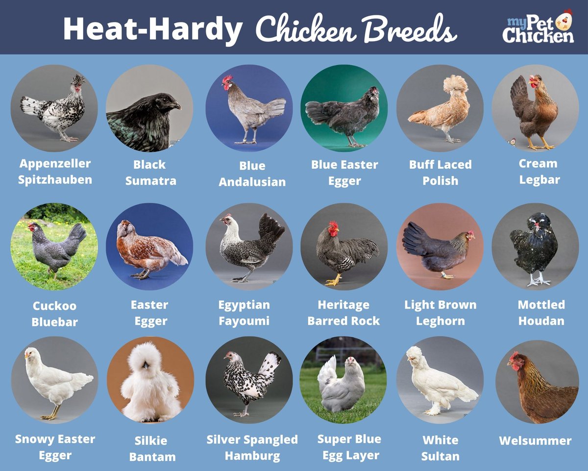Check out our newest blog post - How to Pick the Best Chickens for Hot Weather bit.ly/2V92u5y
#summer #mypetchickenofficial #hotweather #pet #blog #mypetchicken #chickenbreeds #backyardchickens