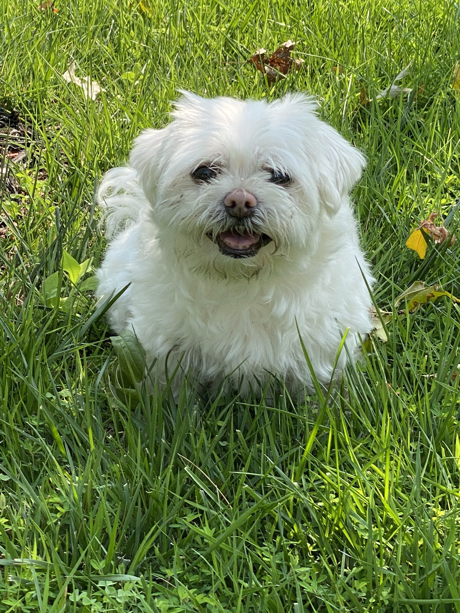 How To Potty Train A Maltese The Quick Easy Way atelieryuwa.ciao.jp