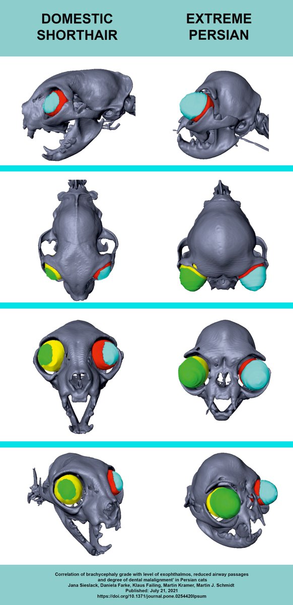 If I'm repeating myself today it's because these images from a new paper have upset me so much.

One day breeding cats like this will be considered as cruel + barbaric as foot binding.