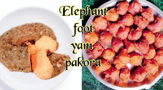 Elephant Foot Yam Recipe. youtube.com/watch?v=oM8-Qk… #elephantfootyam #elephantfootyamrecipe #homeMade #Trending #Viral #youtuberecipe #Video #pakora #pakodi