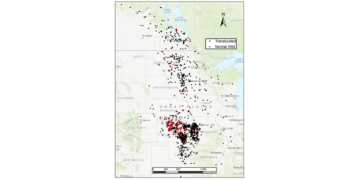 ESAEcosphere's tweet photo. A new study from Kansas suggests that #translocation is an effective management strategy for nuisance #CanadaGeese
#WildlifeManagement #ProgramMARK #OpenAccess @TheKDWP @kstatebio @USGSCoopUnits
https://t.co/7yesgDIXTN https://t.co/IXUfgnRHLB