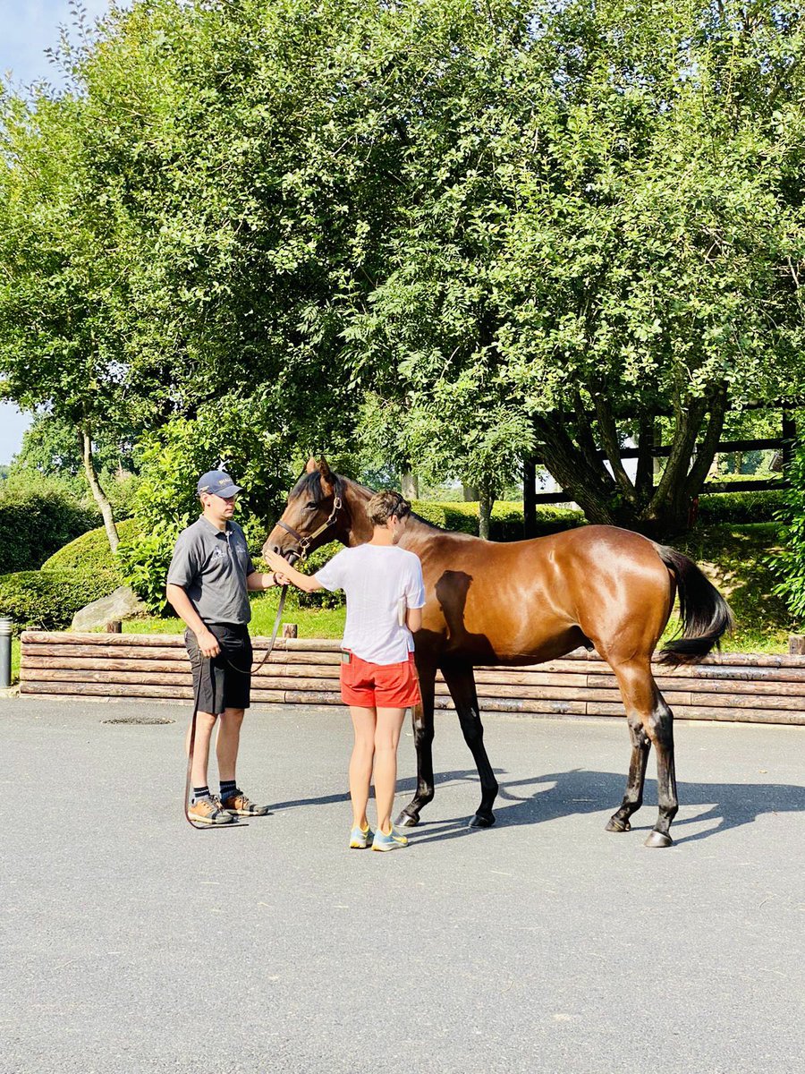 HarasOmbreville's tweet photo. 🔎👀 Inspections of yearlings today with the best supervisor ever #FollowLéon 😜 #Kingman #Siyouni #Woottonbassett #MoreThanReady #Almanzor #Dabirsim #Detreville #Seahbac
@bloodstocknews
@SaracenFeeds
@Fedeeleveurs
@InfoArqana
@BBAG_Sales
@Jour_de_Galop https://t.co/zwl8bJCDgK