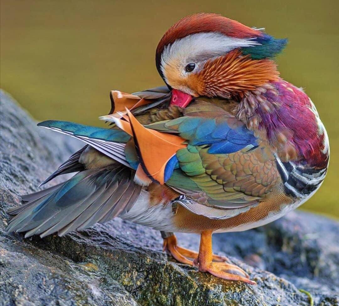 gia__vilamala's tweet photo. #birds #photography #HappyWeekend https://t.co/GxmVePEor4
