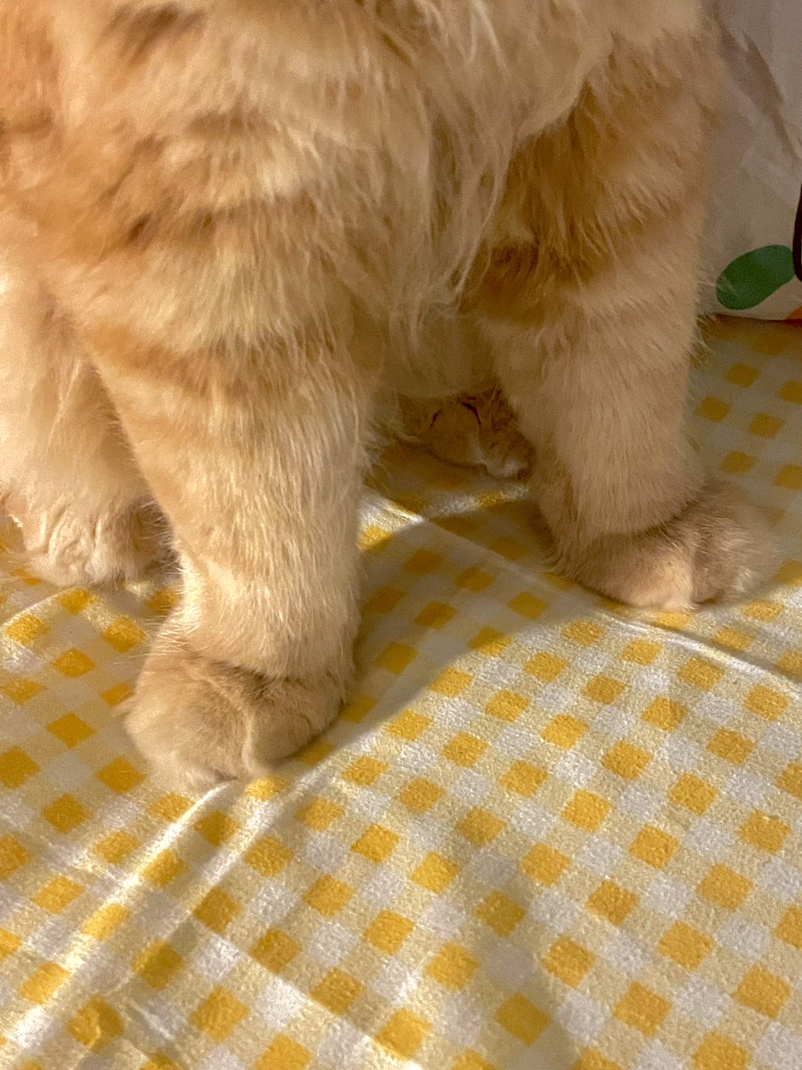 อุ้งมือมังจุ๊ดดดดดดดด