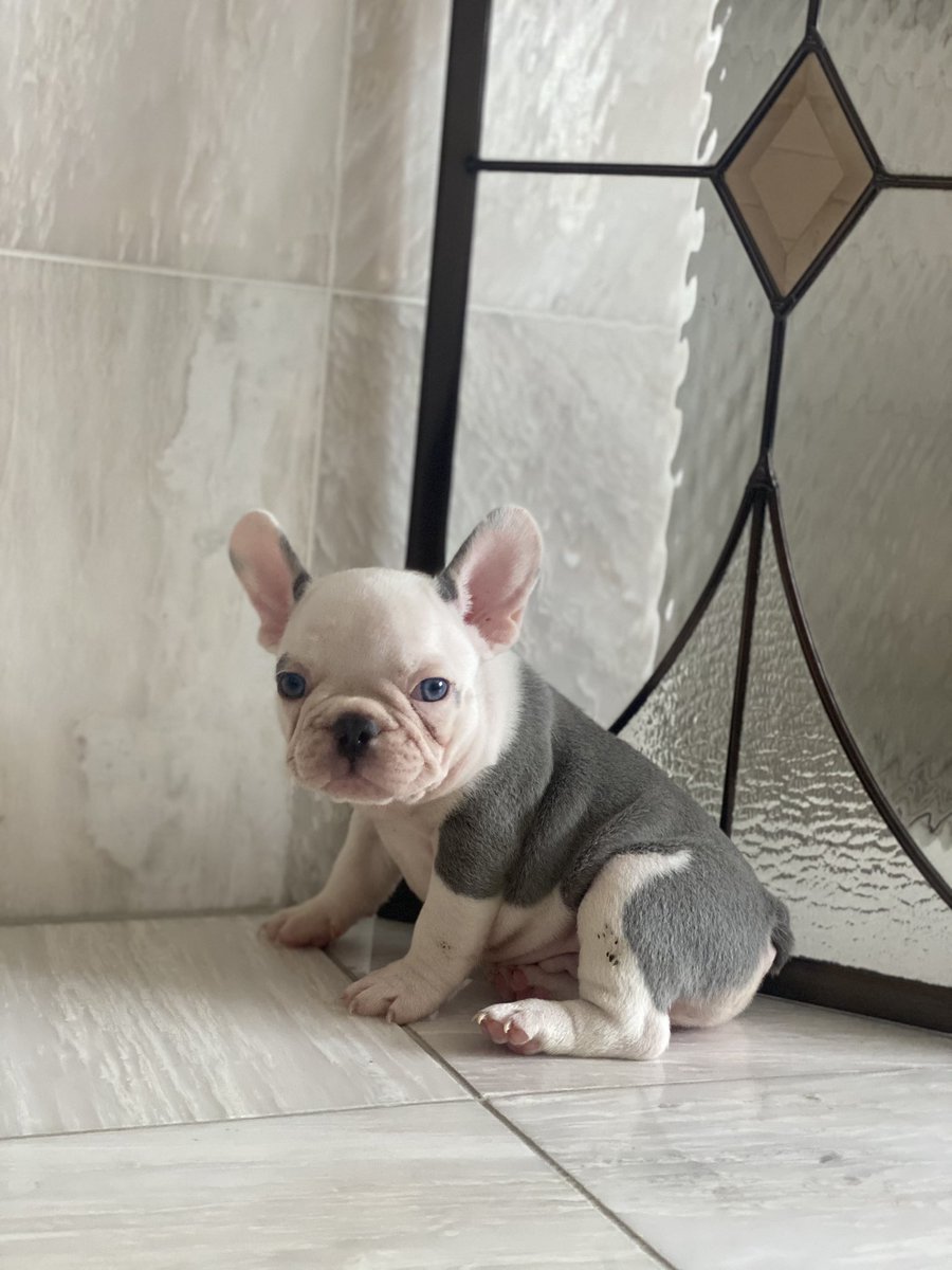 🧬Available Merle/Lilac Frenchies. Offsprings from Toro🧪
