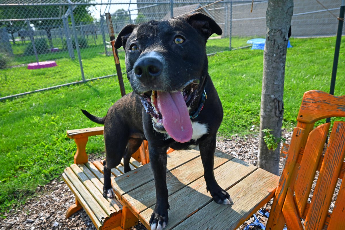 DecaturAnimals's tweet image. Playful 14 month old Koda has been waiting for his new family for 10 weeks! No pup this cute and sweet should have to stay in the shelter another minute! He is an active boy would do great with an athletic couple who love adventures!