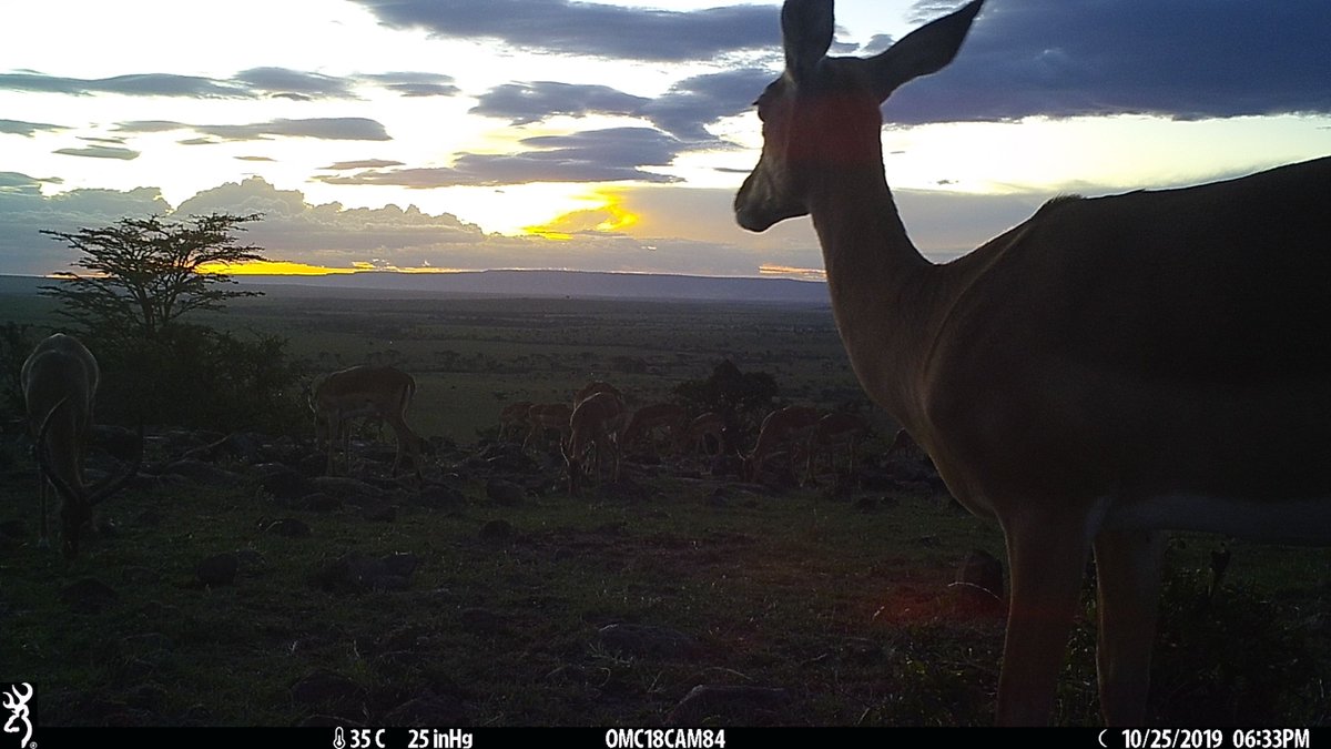 Just as the <a href="/Biome_Health/">Biome Health Project</a> Kenyan field team gear up for 2021 field season - I am looking wistfully at previous years camera trap shots wishing we could go too :( <a href="/UCLCBER/">UCL Centre for Biodiversity & Environment Research</a>