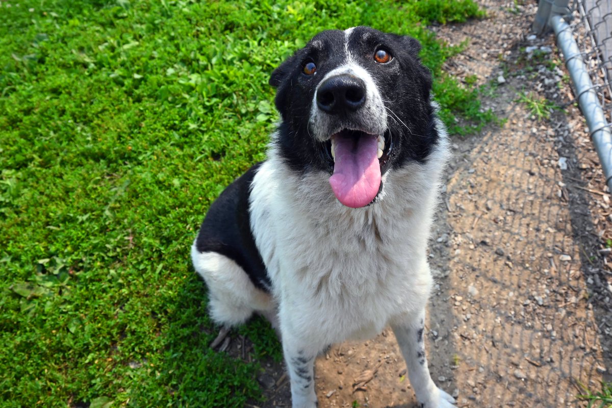 DecaturAnimals's tweet image. Lacey is an independent 5 year old Border Collie mix looking for a family who is equal work and play. She loves putting her sniffer to work hunting down treats and toys, but she can enjoy a good cuddle session every so often too!