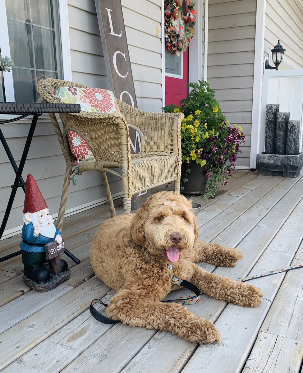 MrsKeay's tweet image. @petvalu #PVCastingCall2021 meet Farley, the Australian Labradoodle