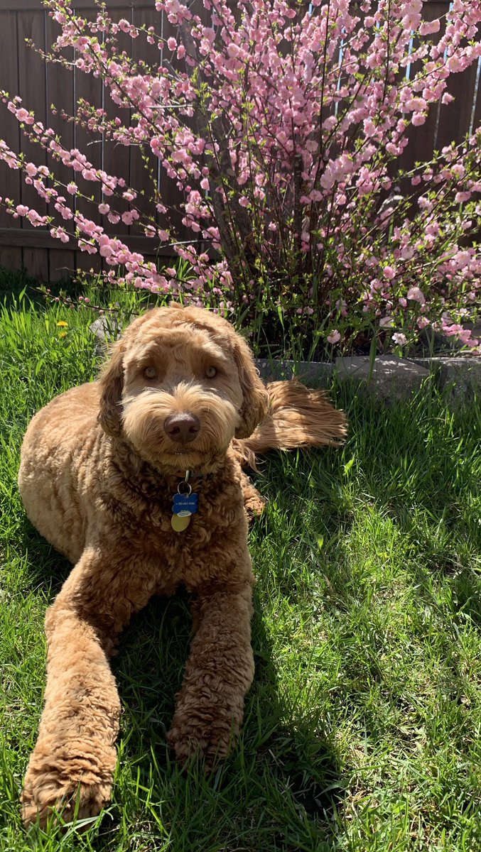MrsKeay's tweet image. @petvalu #PVCastingCall2021 meet Farley, the Australian Labradoodle