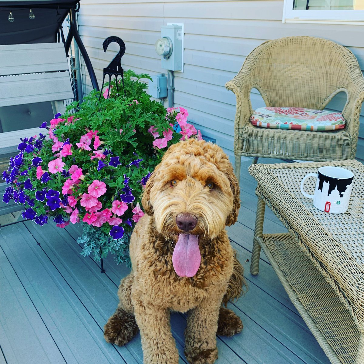MrsKeay's tweet image. @petvalu #PVCastingCall2021 meet Farley, the Australian Labradoodle