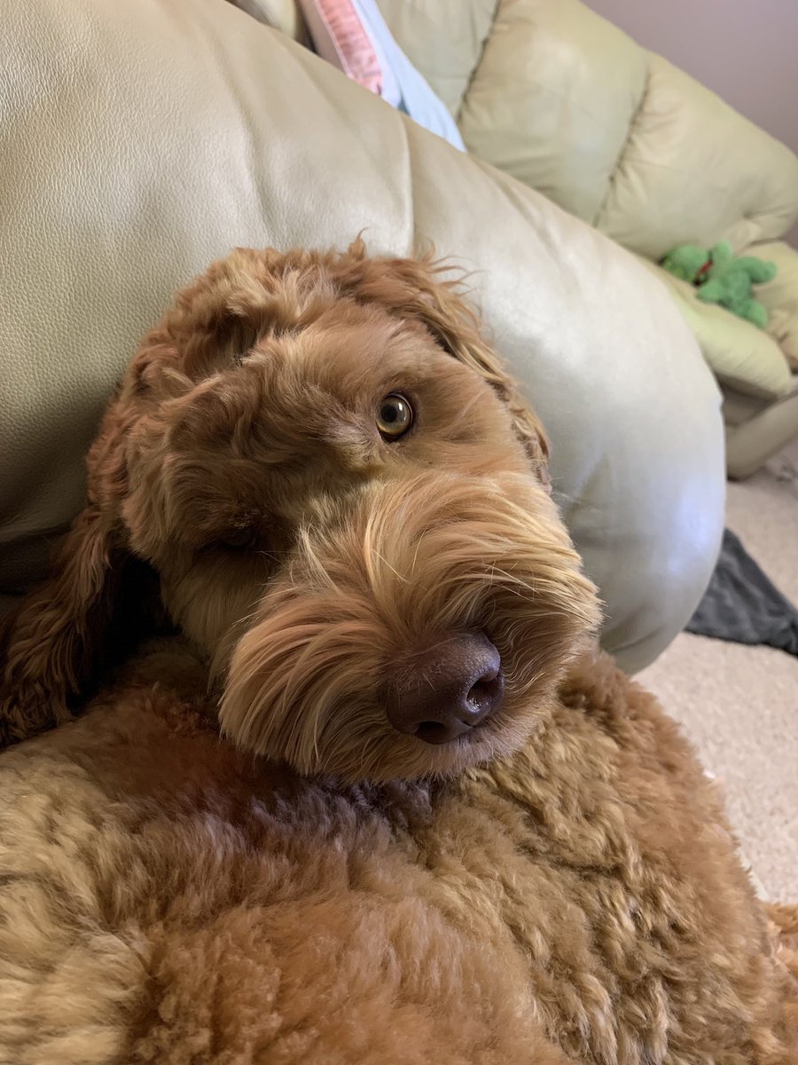 MrsKeay's tweet image. @petvalu #PVCastingCall2021 meet Farley, the Australian Labradoodle