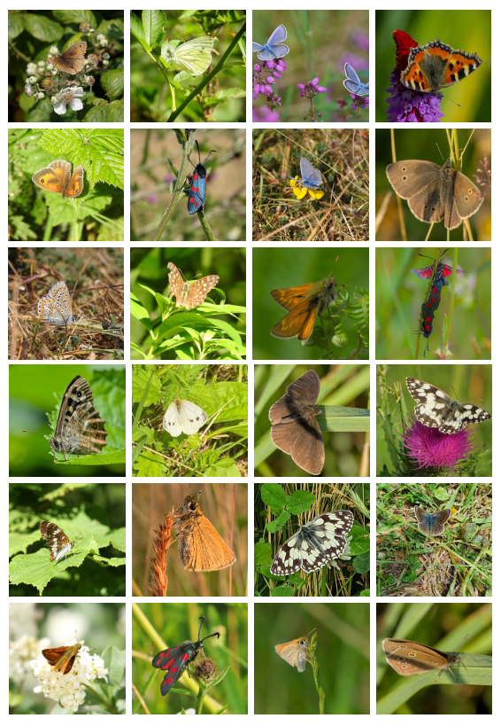savebutterflies's tweet photo. It's been 1 week since the Big #ButterflyCount started! 💚 

We are happy to announce that 65,320 counts have been submitted by our citizen scientists! 😄 

We've also shared YOUR photos below for inspiration to #GetOutForTheCount as much as possible until 8th August! 📷 🦋 https://t.co/zis4PKca5p