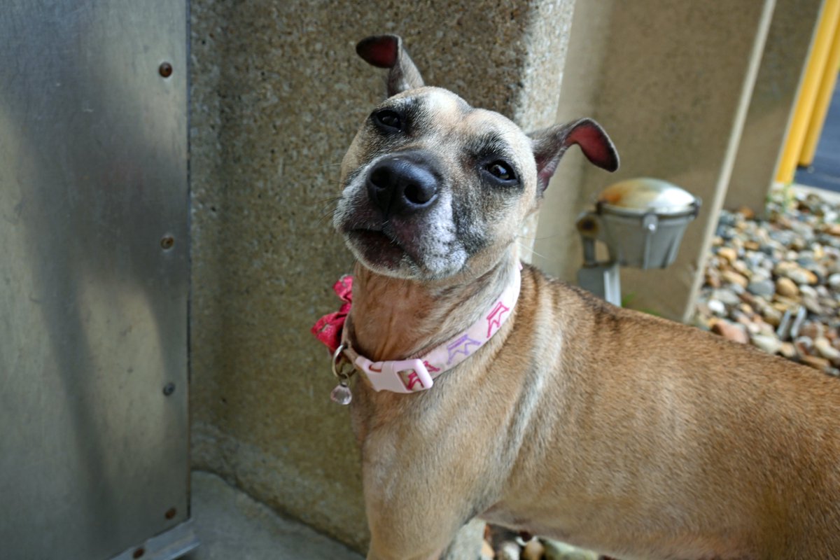 DecaturAnimals's tweet image. Lucinda is a 2 year old mystery breed new to the adoption floor. She is a sweet, gentle, well-mannered girl just looking for a place to call home. She likes to dance for her treats and really enjoys going for a W-A-L-K!