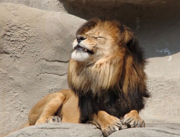 Leo_Tweets's tweet image. That #Leo season glow