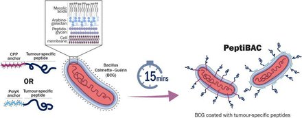 Journal for ImmunoTherapy of Cancer (@jitcancer) on Twitter photo New #JITC article: Novel personalized cancer vaccine platform based on Bacillus Calmette-Guèrin <a href="/vincersurf/">Vincenzo Cerullo</a> ow.ly/8Xq850FBBHM New #JITC article: Novel personalized cancer vaccine platform based on Bacillus Calmette-Guèrin <a href="/vincersurf/">Vincenzo Cerullo</a> ow.ly/8Xq850FBBHM