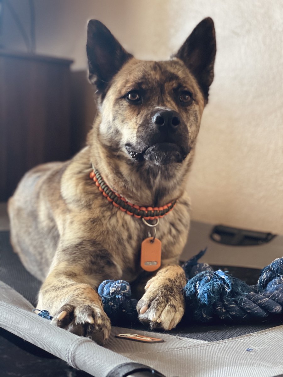 GottesmanHannah's tweet photo. Happy Friday from Bandit and me :) https://t.co/nDESCJz8sR