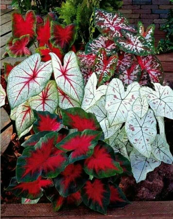 itsAmanai's tweet photo. gAnda ng mGa aLaga q,, aba mAingit nmn mgA tSismosA dUn sa kAnt0,,,

#Plants
#GreenHealthy
#BlessedAndGrateful https://t.co/EOftz9YY5p