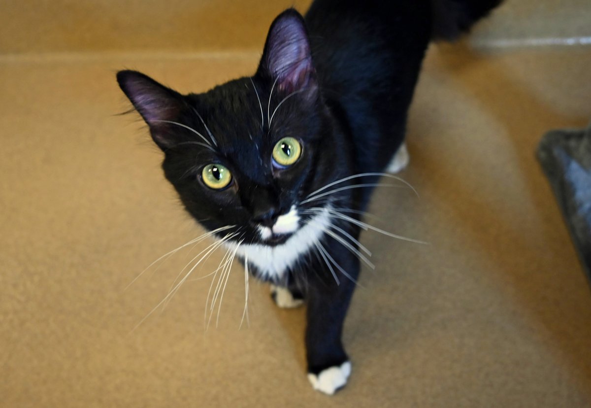 DecaturAnimals's tweet image. Doyle is a sweet guy who has been looking for a new home since the middle of May. Often overlooked due to his shy behavior, Doyle is learning to play the games of shelter life and stretching his wings, introducing himself to more people lately. He's a loving guy all about cuddles