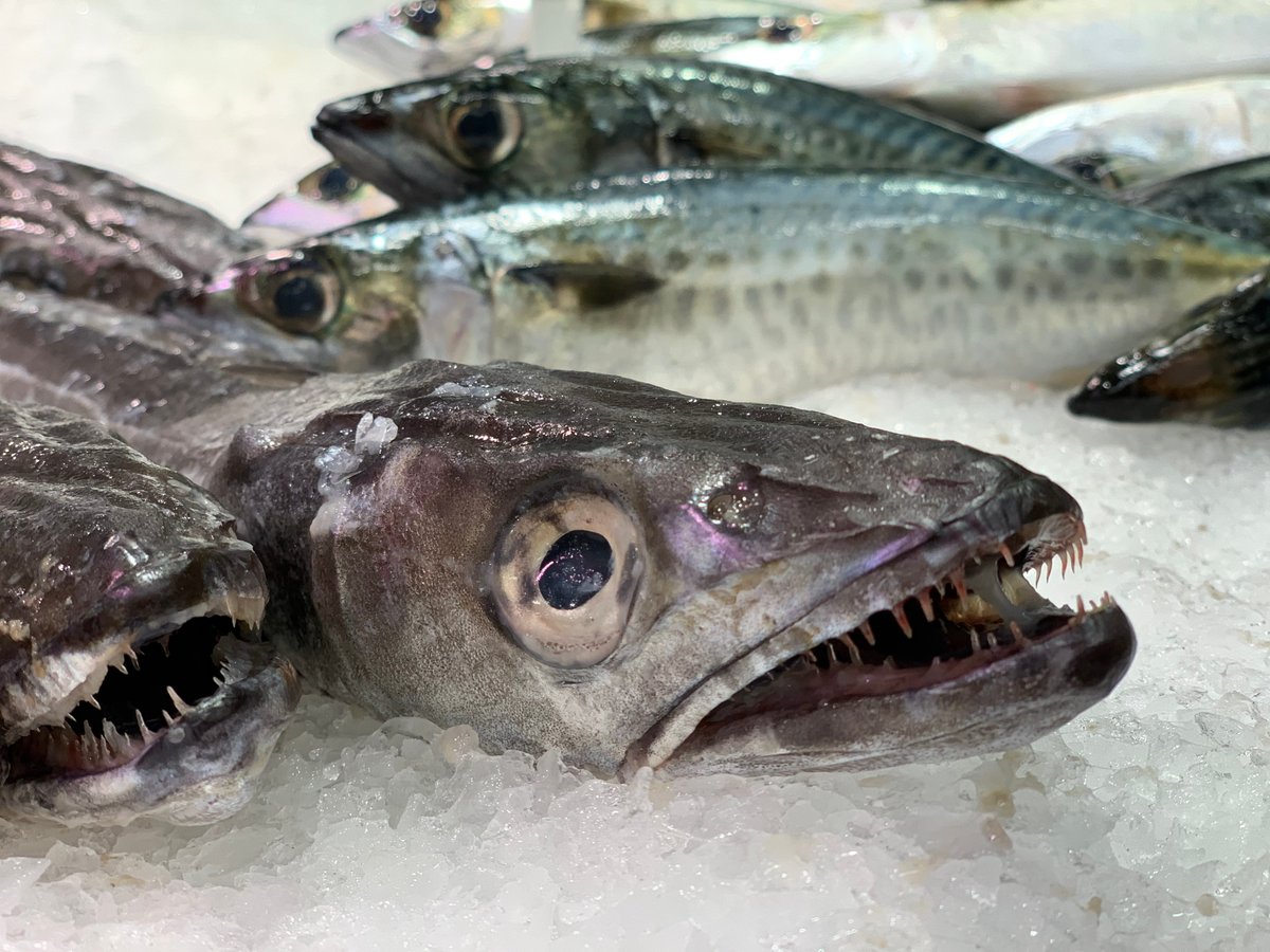 Pilar Marin (@oceans_pilar) on Twitter photo Hoy he hablado sobre #pesca 🎣 en el #Mediterráneo y Baleares, sobreexplotación de especies como la #merluza y el impacto de la pesca sobre hábitats vulnerables como el coral bambú
Para oir la entrevista📻con <a href="/territoriocat/">Cristina Amanda Tur (CAT)</a> en <a href="/MultiplexIB3/">Múltiplex IB3</a> click aquí 👉bit.ly/3kKZcAd Hoy he hablado sobre #pesca 🎣 en el #Mediterráneo y Baleares, sobreexplotación de especies como la #merluza y el impacto de la pesca sobre hábitats vulnerables como el coral bambú
Para oir la entrevista📻con <a href="/territoriocat/">Cristina Amanda Tur (CAT)</a> en <a href="/MultiplexIB3/">Múltiplex IB3</a> click aquí 👉bit.ly/3kKZcAd