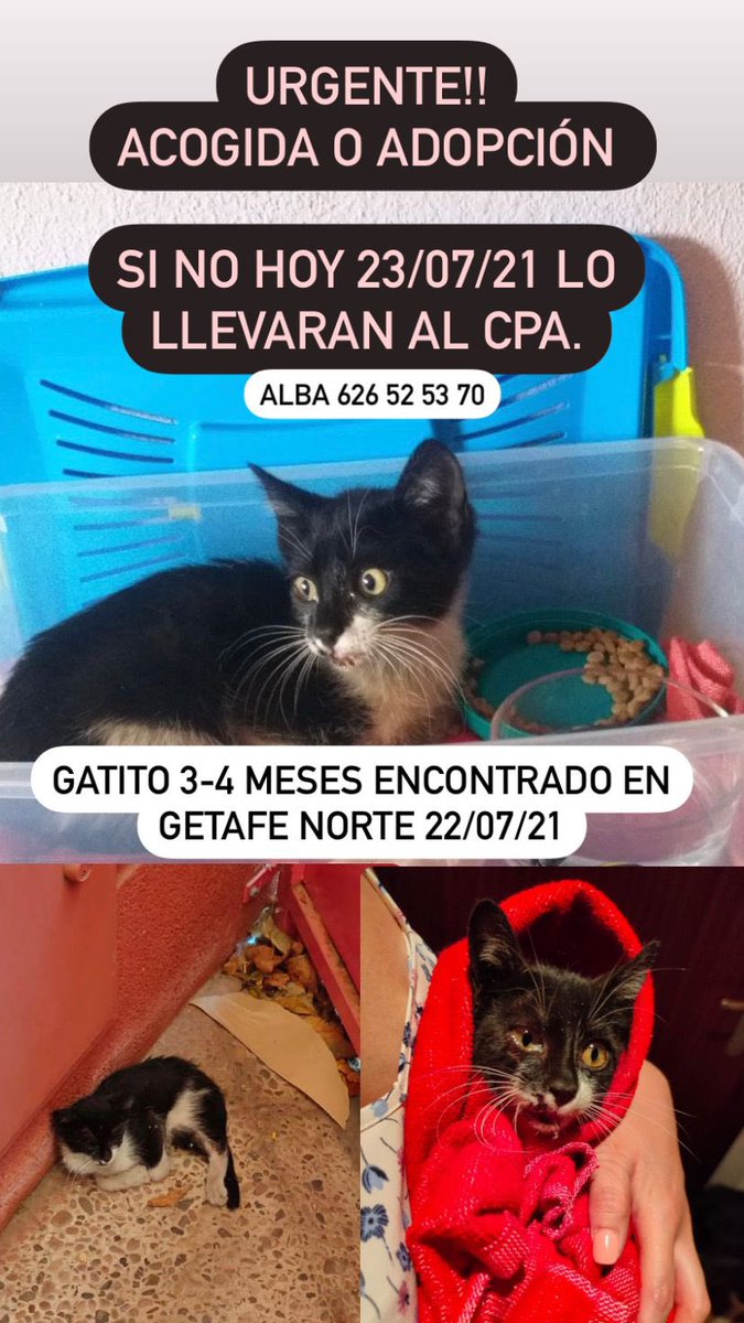 Gato encontrado en #GetafeNorte