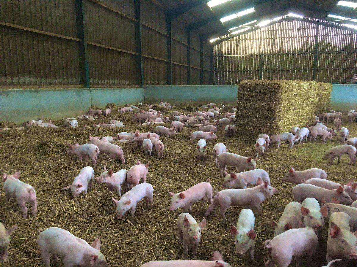 New batch of pigs 🐖🐖🐖 #BritishPork #Straw