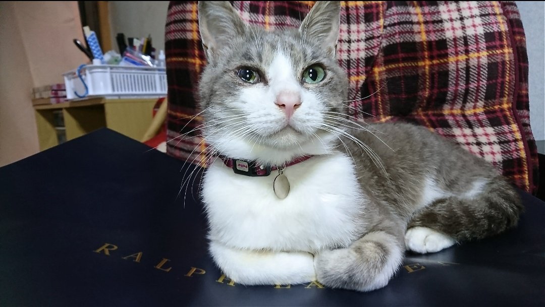 ウォカ Ykirini Twitter