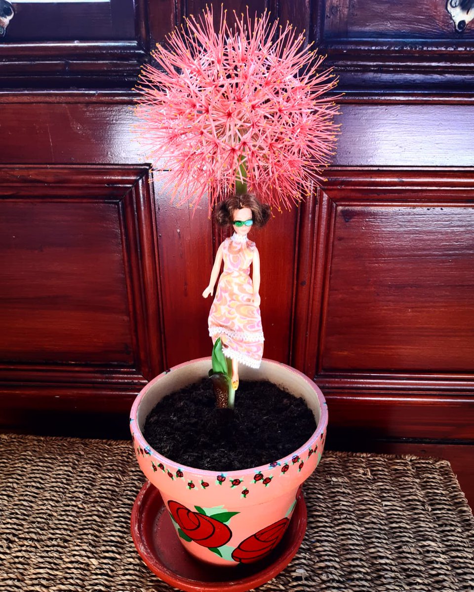 I grew a big orange flower
#houseplants #scadoxusmultiflorus