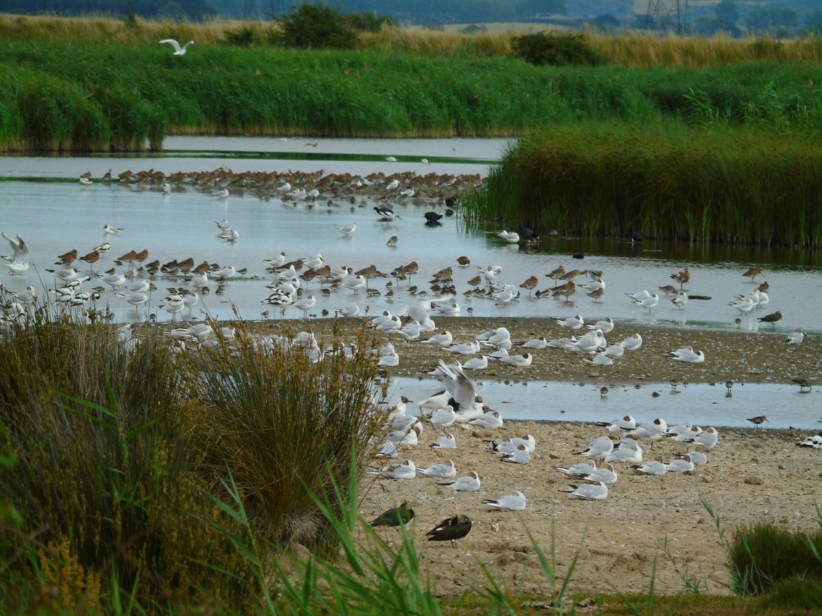 OareMarshes's tweet photo. First 3 pics from this day in 2020 #MyPatch #OareMarshes. The East scrape was heaving with 1000s waders and other...#Plovers #Avocet 1000s #Blackwit etc etc. last year.
Today of note....just a couple 100 #Blackwit.
PS Did see my first #Gatekeeper of the year. Big whoopy! https://t.co/blIepMsfDL