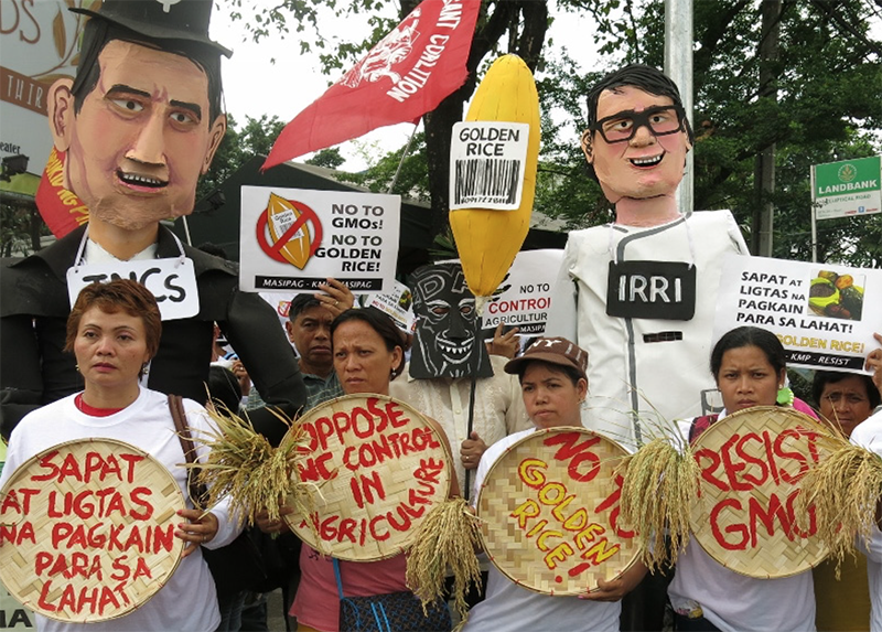 GMWatch's tweet photo. Philippines approves #GMO golden rice for commercial production https://t.co/JM6oB40uc2 Yet no independent health risk assessment done; and the Philippines is already managed slashing the incidence of Vitamin A deficiency by NON-GMO methods https://t.co/goFrmbBGD6