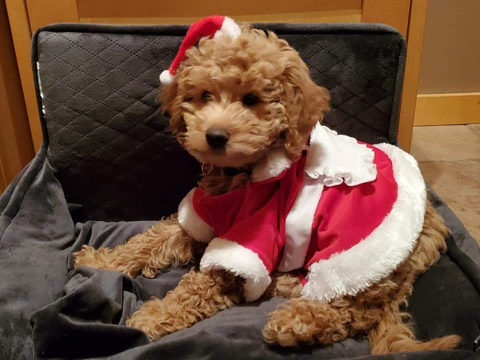 patsycline_v's tweet image. #PVCastingCall2021@petvalu