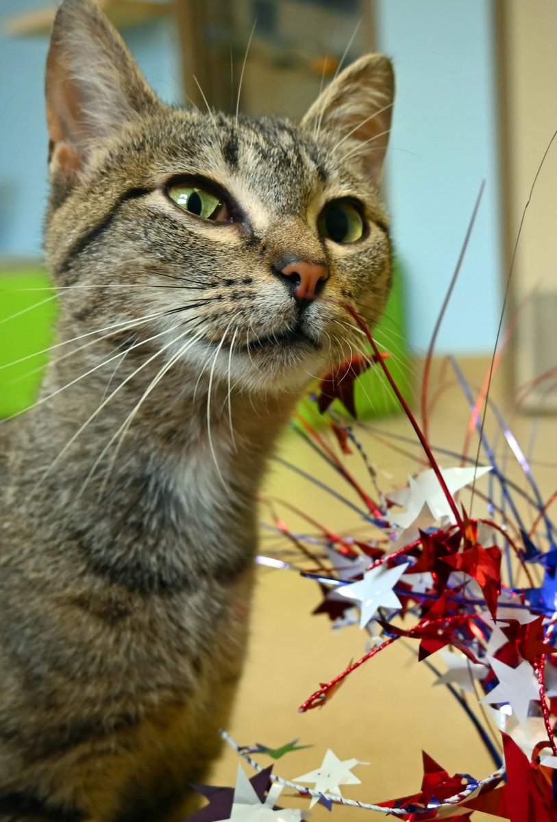 DecaturAnimals's tweet image. Sophie is a young tabby who has been waiting for a home since the beginning of June. She is an affectionate gal who loves introducing herself to new people. Currently a resident of the colony she is great at making friends and an excellent snuggle buddy.