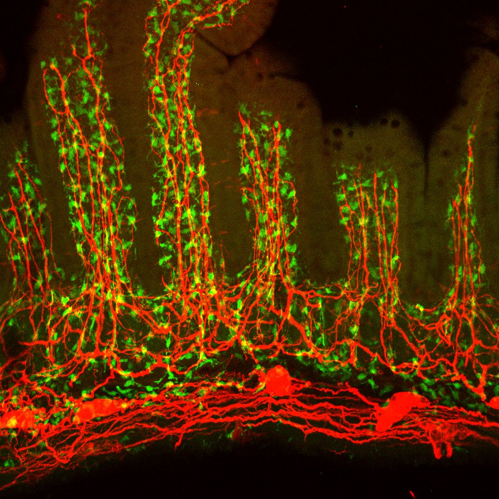 HutchBasicSci's tweet image. Join our newest lab and help advance #neuroimmunology! The Talbot Lab is hiring a #postdoc & #researchtech to help them investigate how the body’s immune and nervous systems work together to protect it from infection while balancing nutrient uptake.
jhimmylab.org/open-positions