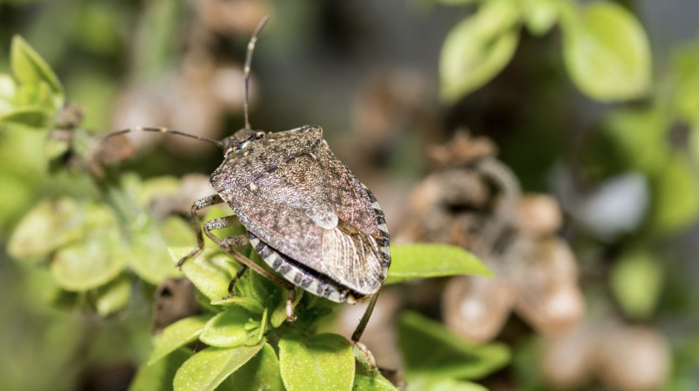 susan_csmith's tweet image. Five common insects in vegetable gardens:
    Stink bugs 
    Squash bugs 
    Leaf-footed bugs 
    Squash vine borers 
    Fruitworms 

How to manage them: bit.ly/3wYtdib #MSUext #ExtensionforRealLife