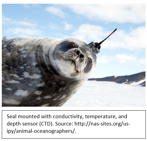 EuroGOOS's tweet photo. #DYI marine mammals can support forecasting? Read our article on @CopernicusEU In Situ website: https://t.co/nBZrhkZse6. #Biologging is cost-effective & has high potential to supplement traditional oceanographic observations filling the #marinedata gaps in the #Arctic 🌊 #MEOP https://t.co/hgFsyyXJiN