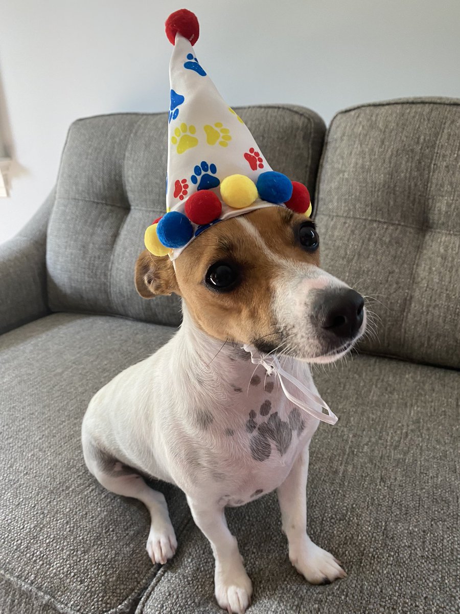 BelleLBear's tweet photo. #HappyBirthday  #ImONE 
#HappyFirstBirthday
#OneIsFun  #BirthdayHat 
#DogsofTwittter  #dogs 
#JackRussells  My bday wish is for all of you to be here to play &amp; celebrate - I LOVE U!  🥳🥳🎉Baby Beatrice 🥰💛 https://t.co/c5zkKifNNY