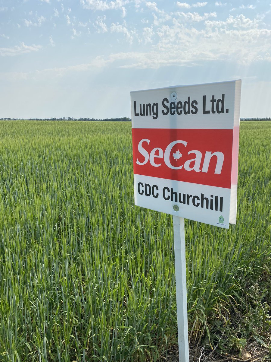 So far the Churchill is looking good.hope to see rain soon.